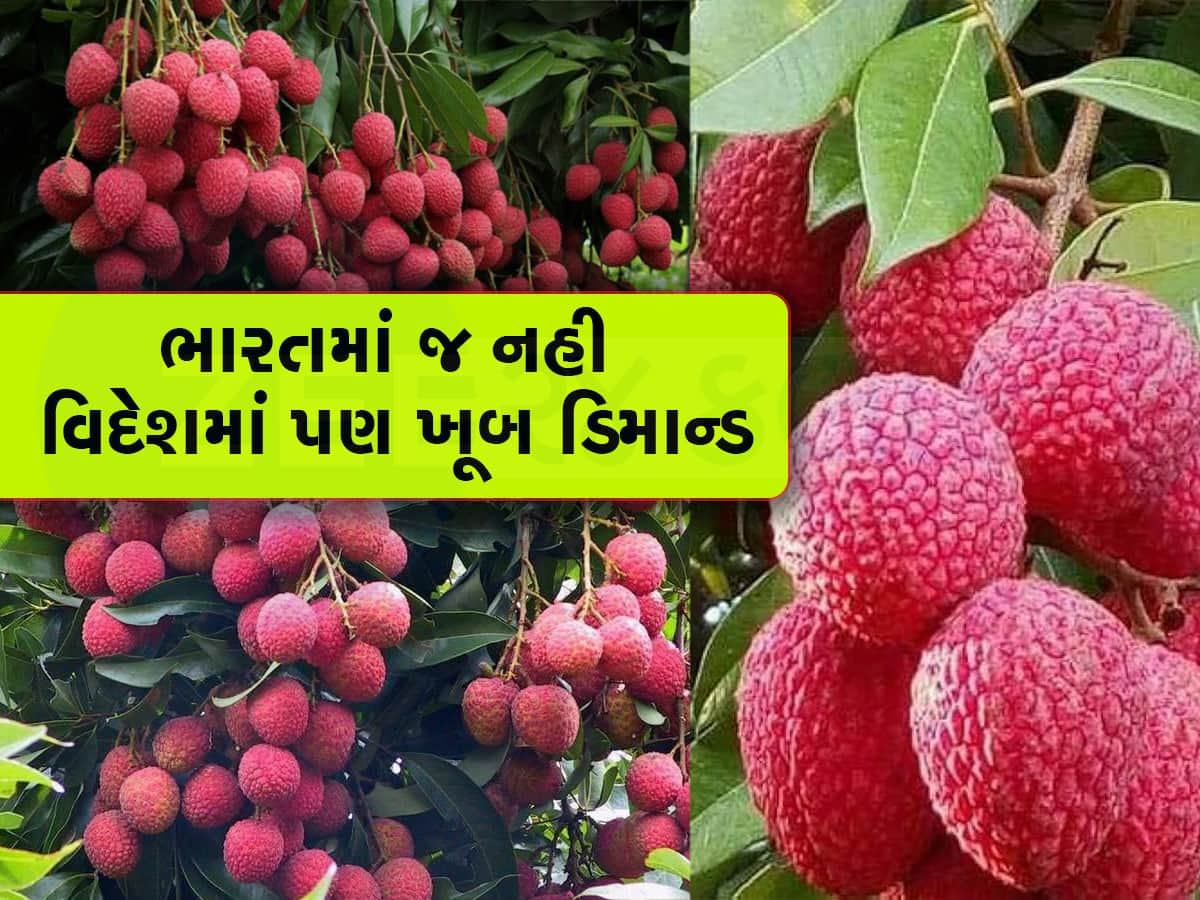 Chinese Litchi: ચાઇનીઝ લીચીની ખેતીમાં ખર્ચ ઓછો અને નફો વધુ, લાખોની ...