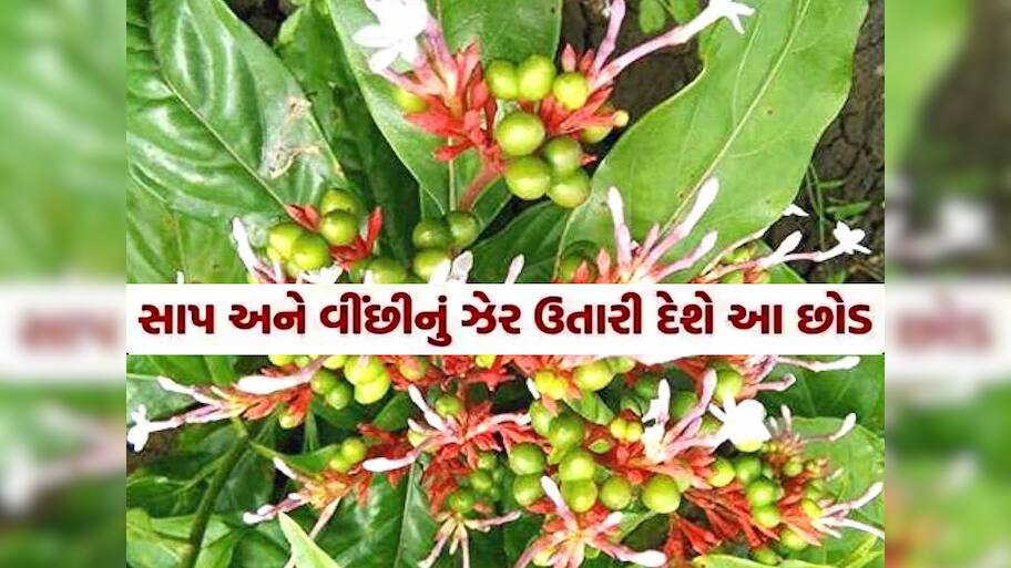  Quiz: આખરે એ કયો છોડ છે, જેનાથી સાપનું ઝેર તાત્કાલિક ઉતરી જાય છે?