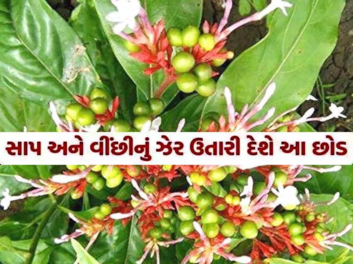 Quiz: આખરે એ કયો છોડ છે, જેનાથી સાપનું ઝેર તાત્કાલિક ઉતરી જાય છે? Quiz: આખરે એ કયો છોડ છે, જેનાથી સાપનું ઝેર તાત્કાલિક ઉતરી જાય છે?
