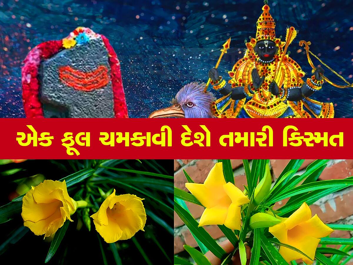 Saturday Special: શનિવારે કરેણના ફૂલથી કર્યો આ ઉપાય, પલટાઇ જશે કિસ્મત, શરૂ થશે અચ્છે દિન