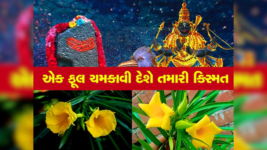 Saturday Special: શનિવારે કરેણના ફૂલથી કર્યો આ ઉપાય, પલટાઇ જશે કિસ્મત, શરૂ થશે અચ્છે દિન
