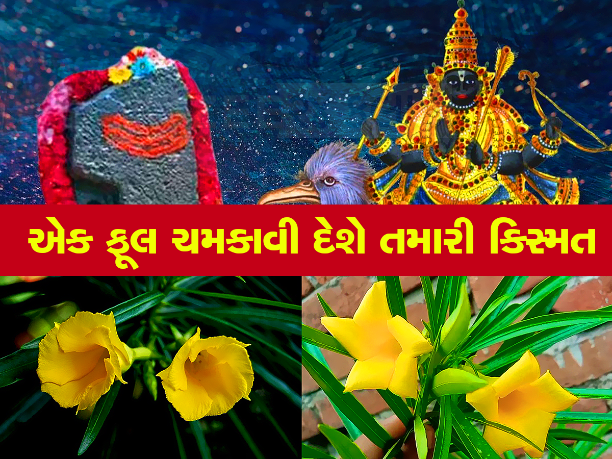 Saturday Special: શનિવારે કરેણના ફૂલથી કર્યો આ ઉપાય, પલટાઇ જશે કિસ્મત, શરૂ થશે અચ્છે દિન Saturday Special: શનિવારે કરેણના ફૂલથી કર્યો આ ઉપાય, પલટાઇ જશે કિસ્મત, શરૂ થશે અચ્છે દિન