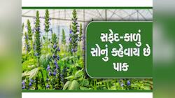 આ Superfood ની ખેડૂતોને બનાવશે માલામાલ, 4 મહિનામાં તૈયાર થઇ જાય છે પાક