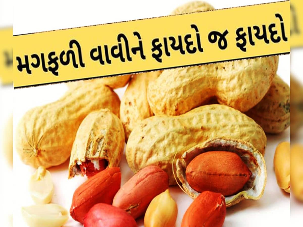 વાહ મારા બનાહ કોંઠા! ચીન, બ્રાઝિલ, થાઈલેન્ડ જેવા દેશોમાં આપણી મગફળીની ધૂમ