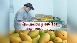 આ ભાવે અમેરિકામાં વેચાય છે ગીરની કેસર કેરી, આ રીતે કેસર કેરી પહોંચે છે અમેરિકા