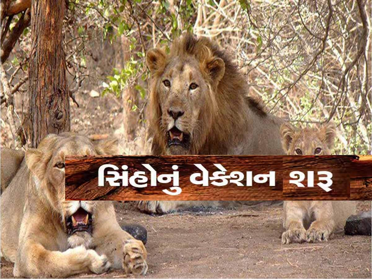 ગીર જતાં પ્રવાસીઓ માટે મોટા સમાચાર; આ તારીખથી ચાર મહિના નહીં કરી શકો સિંહ દર્શન