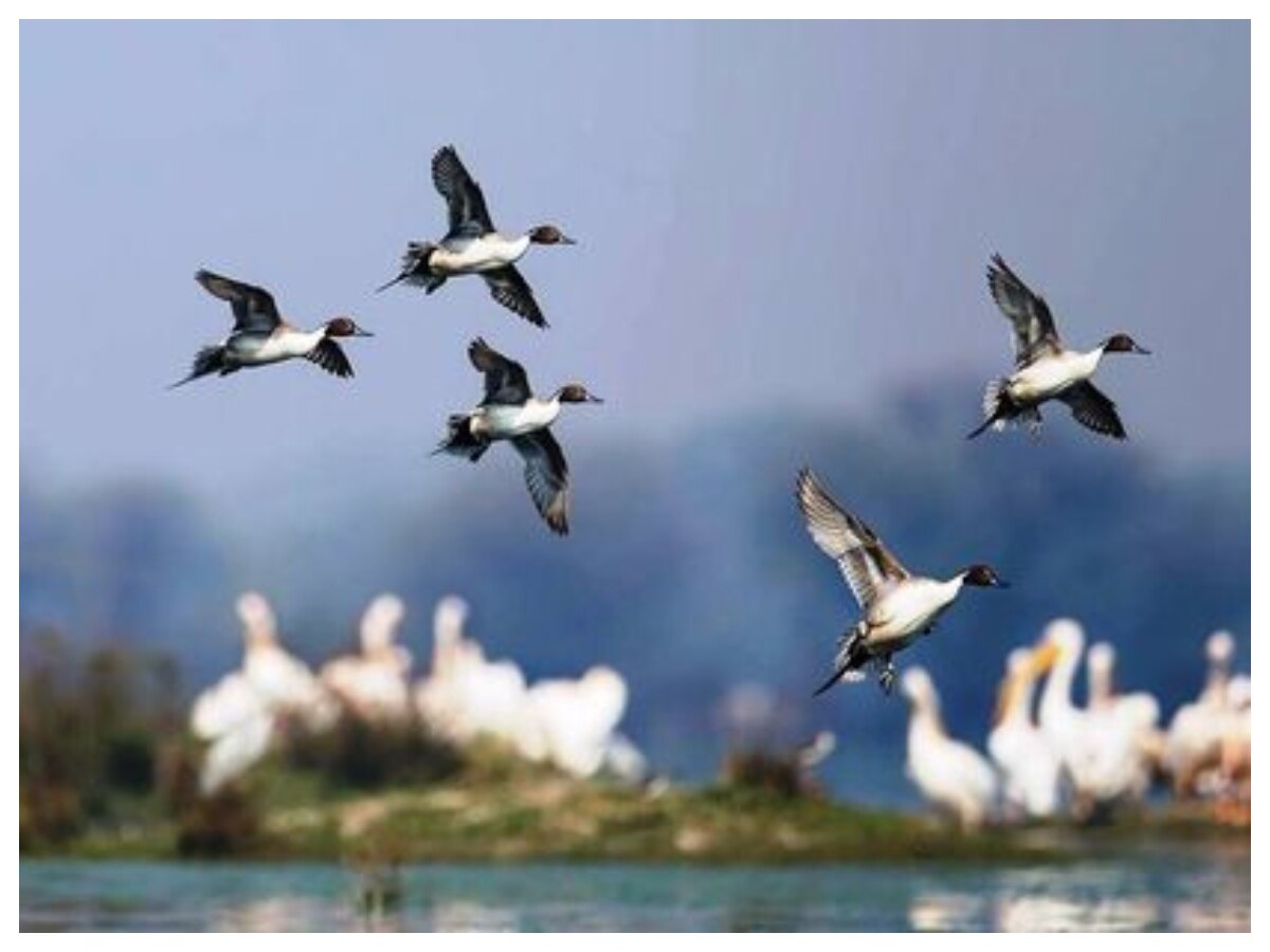 ભરતપુર પક્ષી અભયારણ્ય