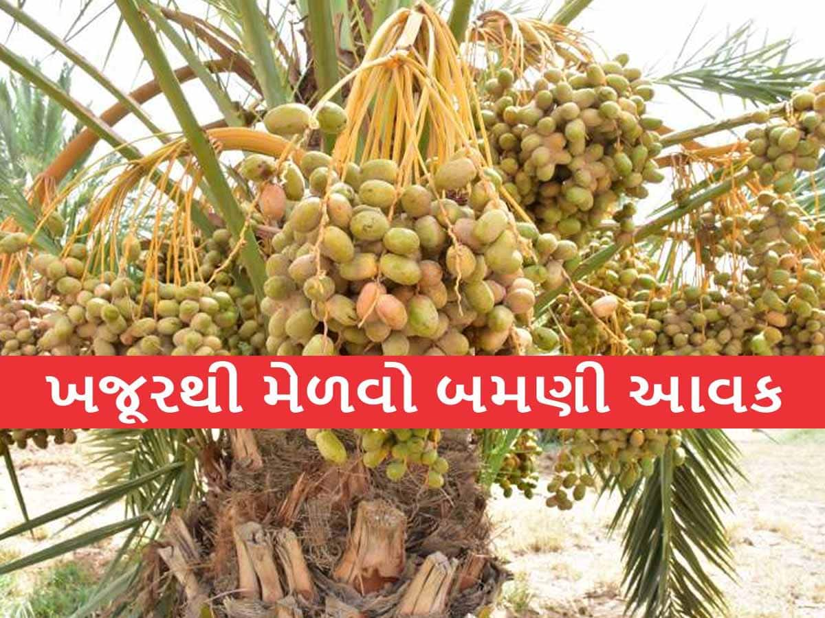 અમરેલીના ખેડૂતે કાઠું કાઢ્યું! જાણો ખજૂરની ખેતી કરીને કેવી રીતે થાય છે લાખોની કમાણી?