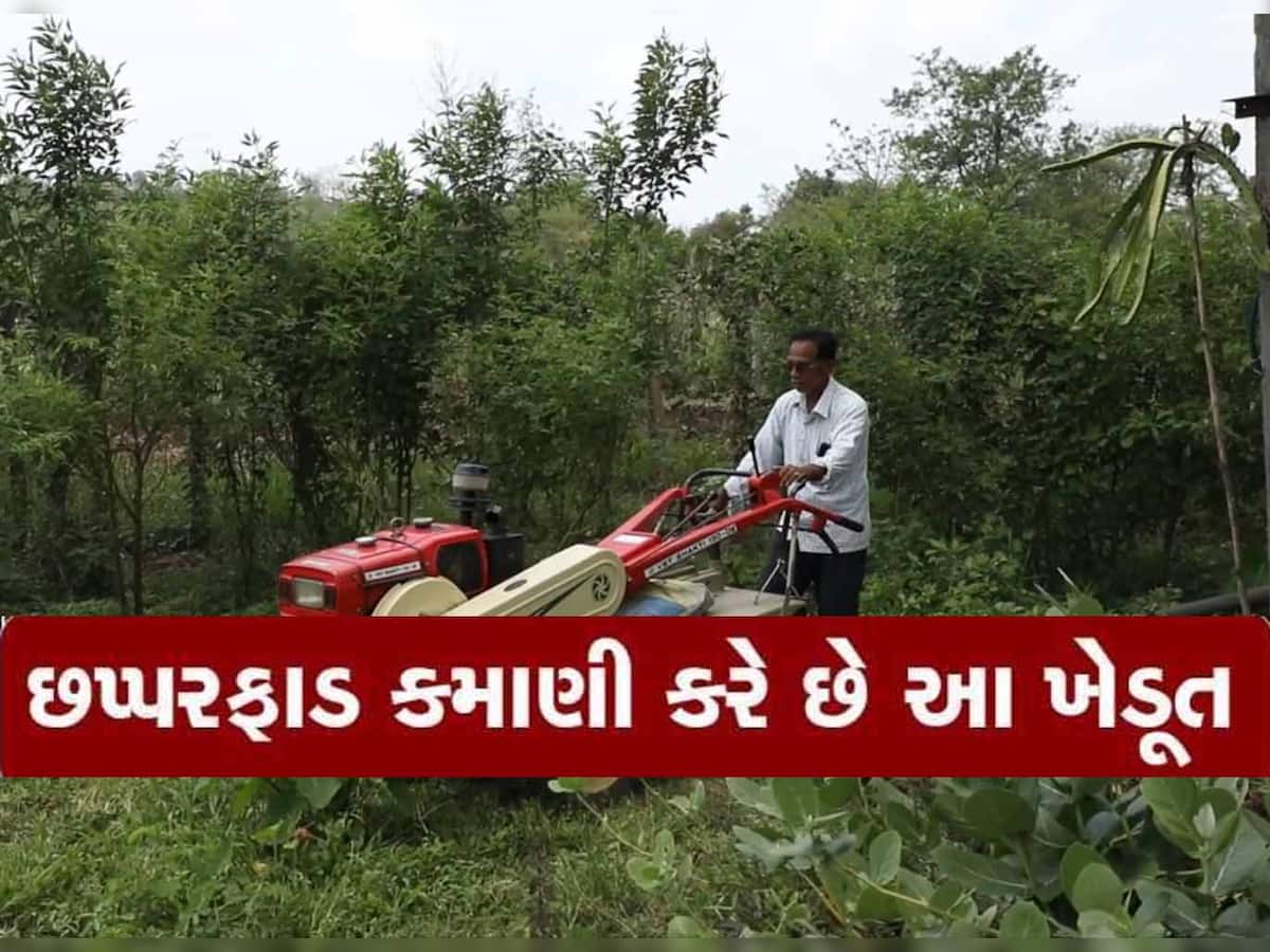 ગુજરાતના પ્રગતિશીલ ખેડૂતે ખેતીમાં કાઠું કાઢ્યું! આ રીતે વાર્ષિક 12 લાખની કરે છે કમાણી