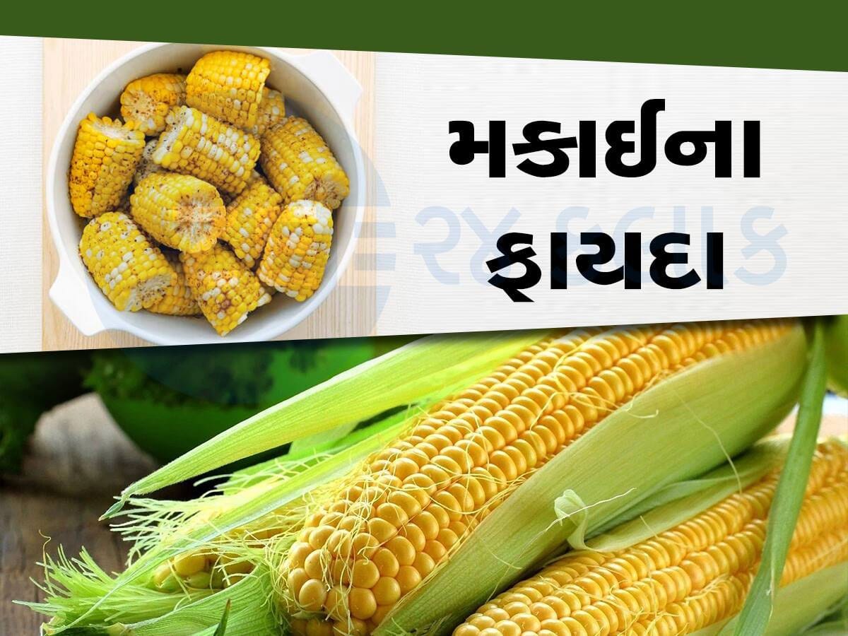 વરસાદમાં મકાઈ ખાવાના શોખીનો પણ નહીં જાણતા હોય તેના આ 10 ફાયદા