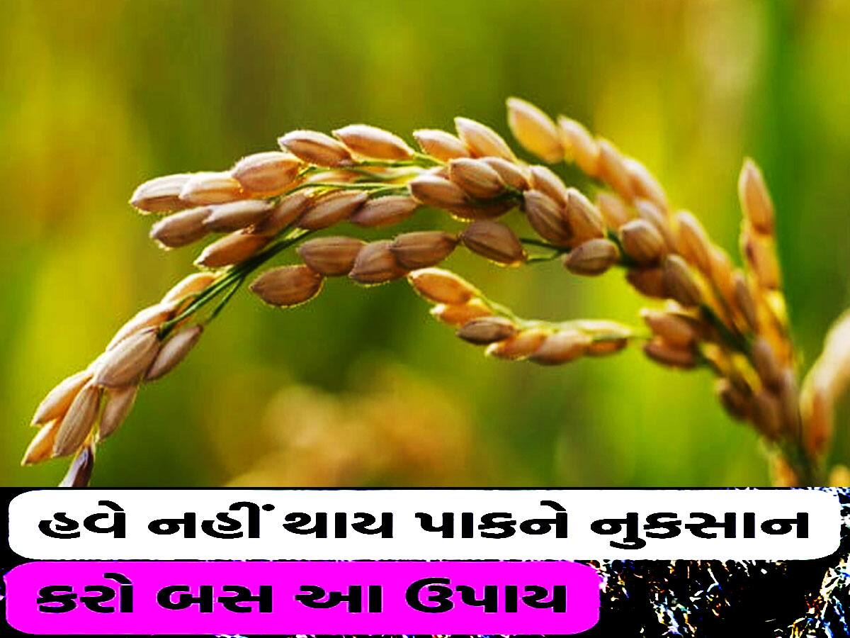 પાક નુકસાનીથી બચવા ખેડૂતોએ કરવું પડશે આ કામ, જાણી લો બમ્પર કમાણીનો સિમ્પલ રસ્તો!