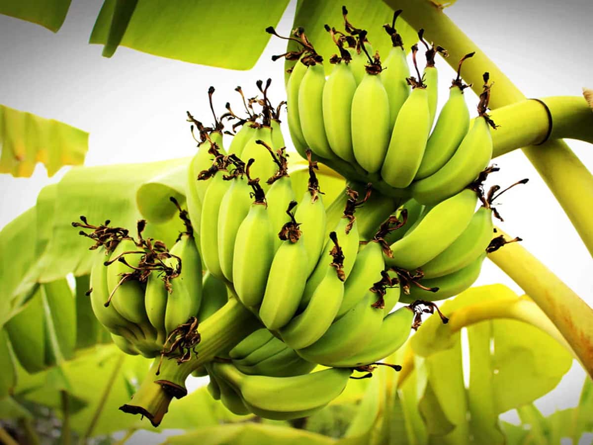સુગર ફ્રી કેળાની ખેતીથી તગડી કમાણી! ડાયાબીટિઝના દર્દીઓ ખાઈ શકે છે આ કેળા