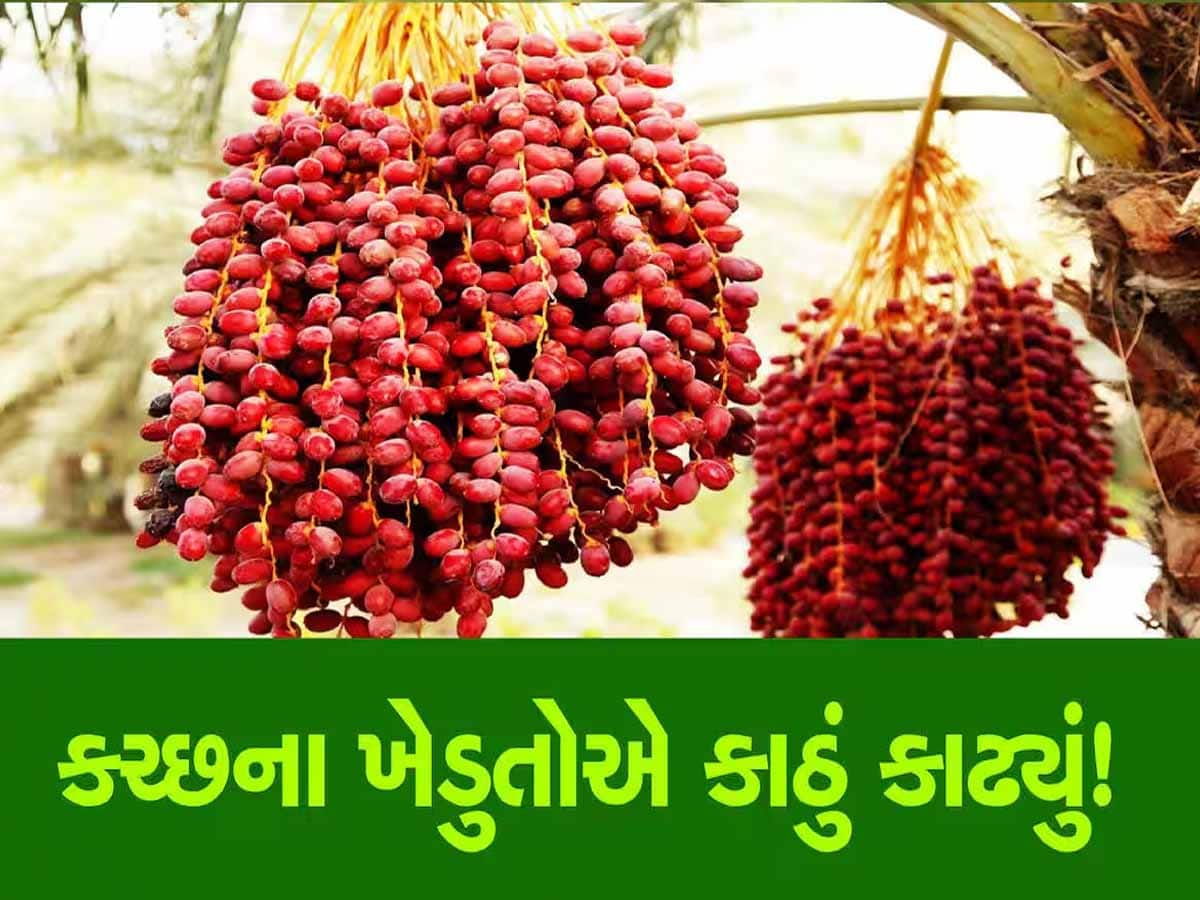 GI ટેગ ધરાવતી કચ્છની લાલ પીળી ખારેકની બજારમાં એન્ટ્રી, પણ આ વર્ષે ખેડૂતો સામે મોટી ચેલેન્જ