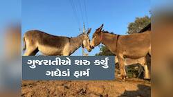 ગધેડું કરી દેશે માલામાલ! જાણો કઈ રીતે થાય છે કમાણી? શું છે દૂધ અને પાઉન્ડરનો ભાવ?