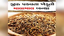 ખેડૂતોને બખ્ખાં! જીરું પકવનારાની બની જશે જિંદગી, સોનાના ભાવે આ દેશ ખરીદશે આપણું જીરુ