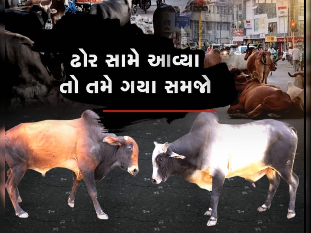 રાજ્યમાં રખડતાં ઢોરનો ત્રાસ, જામનગરમાં રસ્તા પર જતાં ઘોડાએ વૃદ્ધાને અડફેટે લીધા