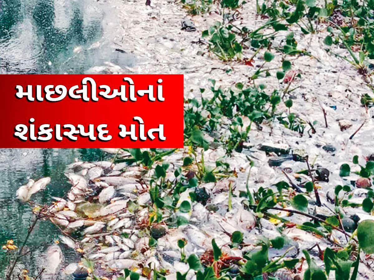 ગુજરાતના આ ગામમાં અસંખ્ય માછલીઓના મોત! કોરોના જેવો ભયંકર રોગચાળો ફેલાવાનો ભય