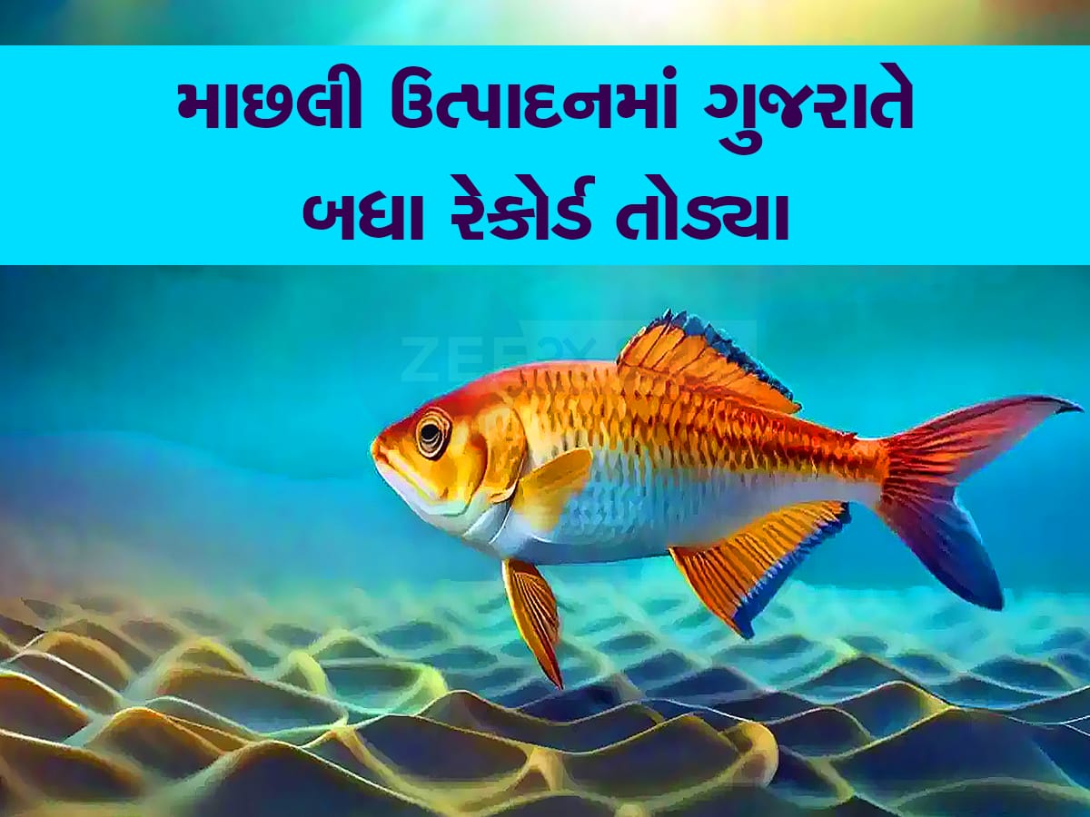 બ્લ્યૂ ઈકોનોમીમાં ગુજરાતનો મોટો ફાળો : દરિયાઈ માછલી ઉત્પાદનમાં દેશમાં બીજા નંબરે 