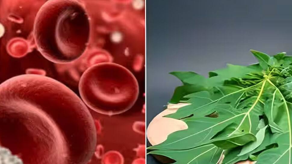 Platelet Count પ્લેટલેટ કાઉન્ટને ઝડપથી વધારે છે આ 5 આયુર્વેદિક પાન