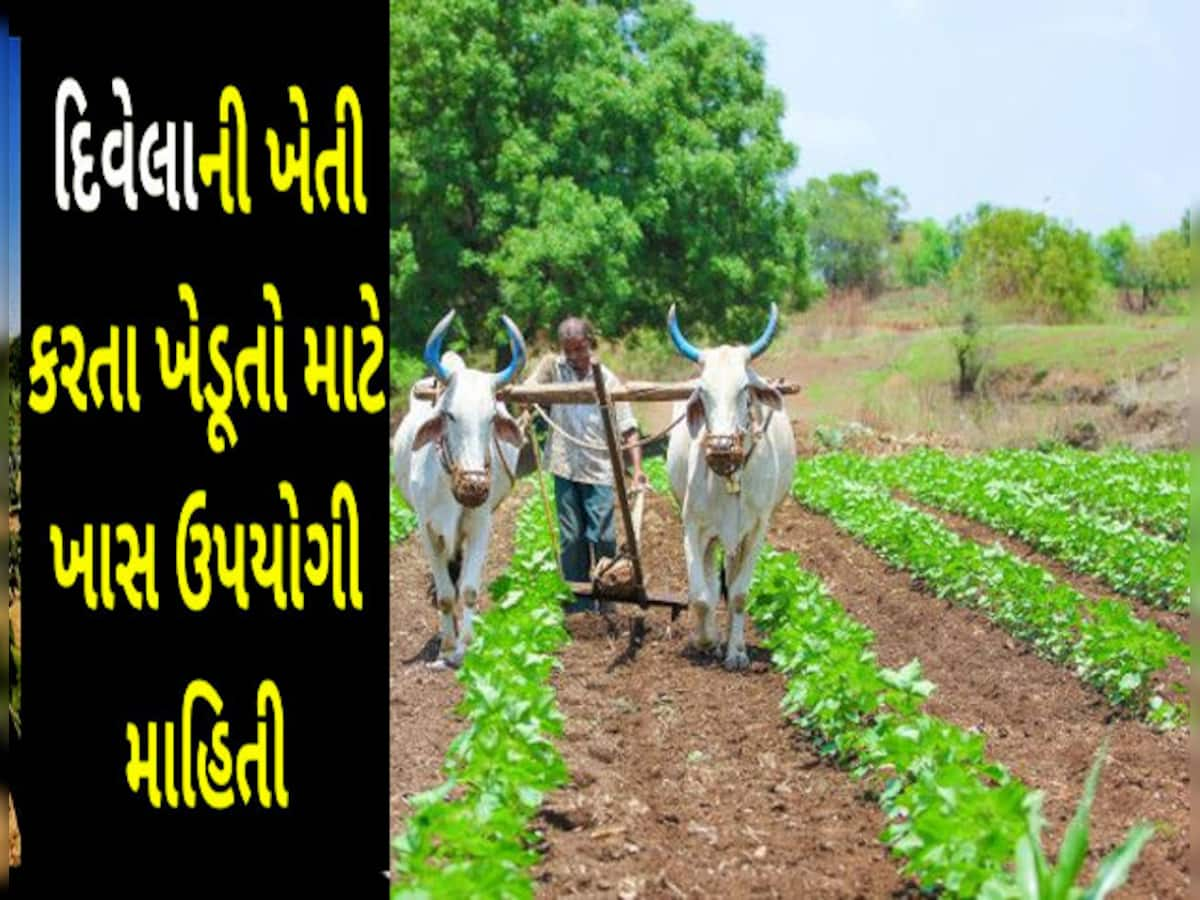 દિવેલા પાકોના વાવેતરમાં આ બાબતોનું નહીં રાખો ધ્યાન તો ફૂંકાશે દેવાળું!