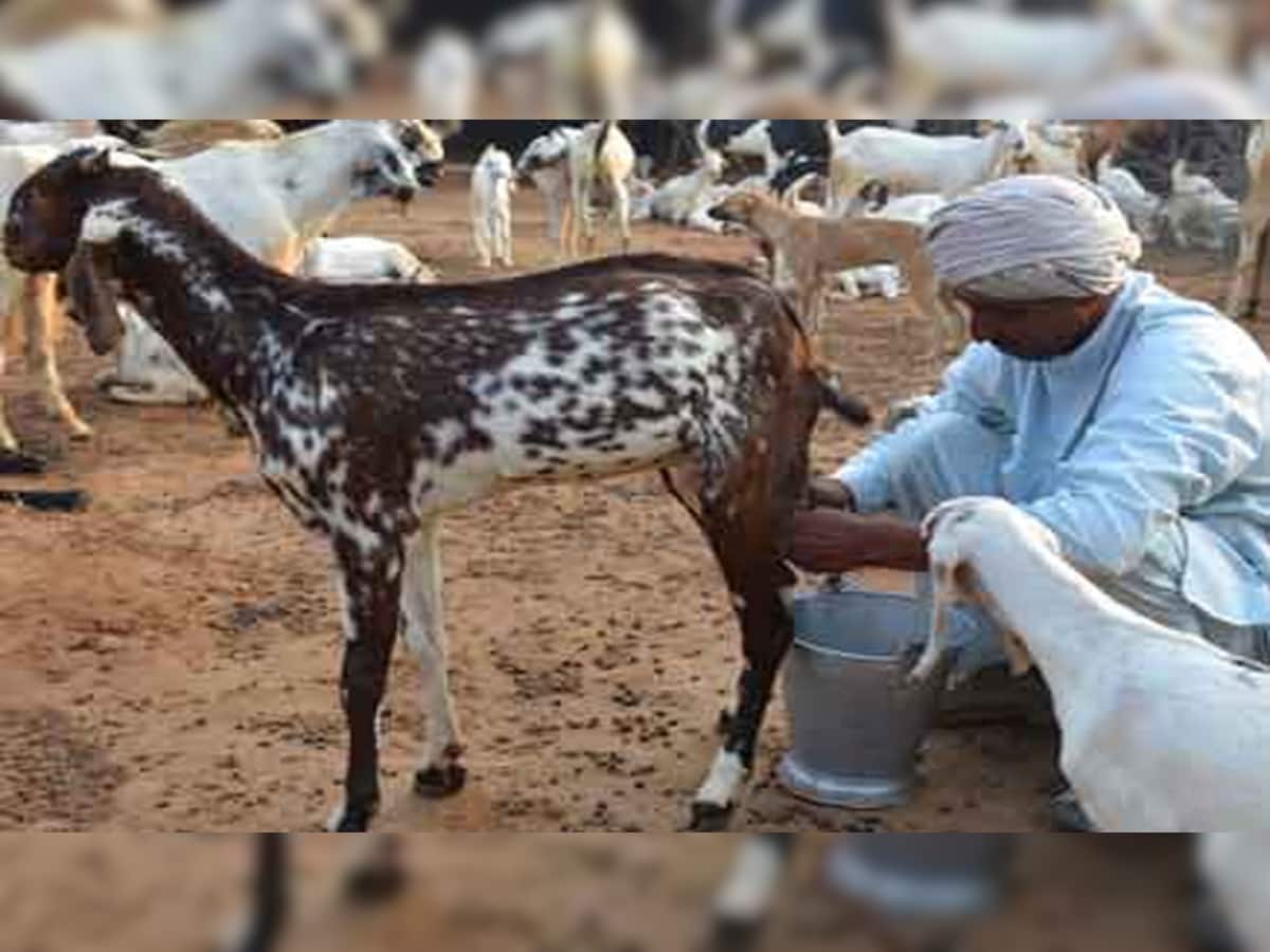 Goat Milk Benefits: ડેન્ગ્યુના દર્દીઓ માટે ફાયદાકારક છે બકરીનું દૂધ, જાણો બકરીનું દૂધ પીવાથી થતા લાભ વિશે