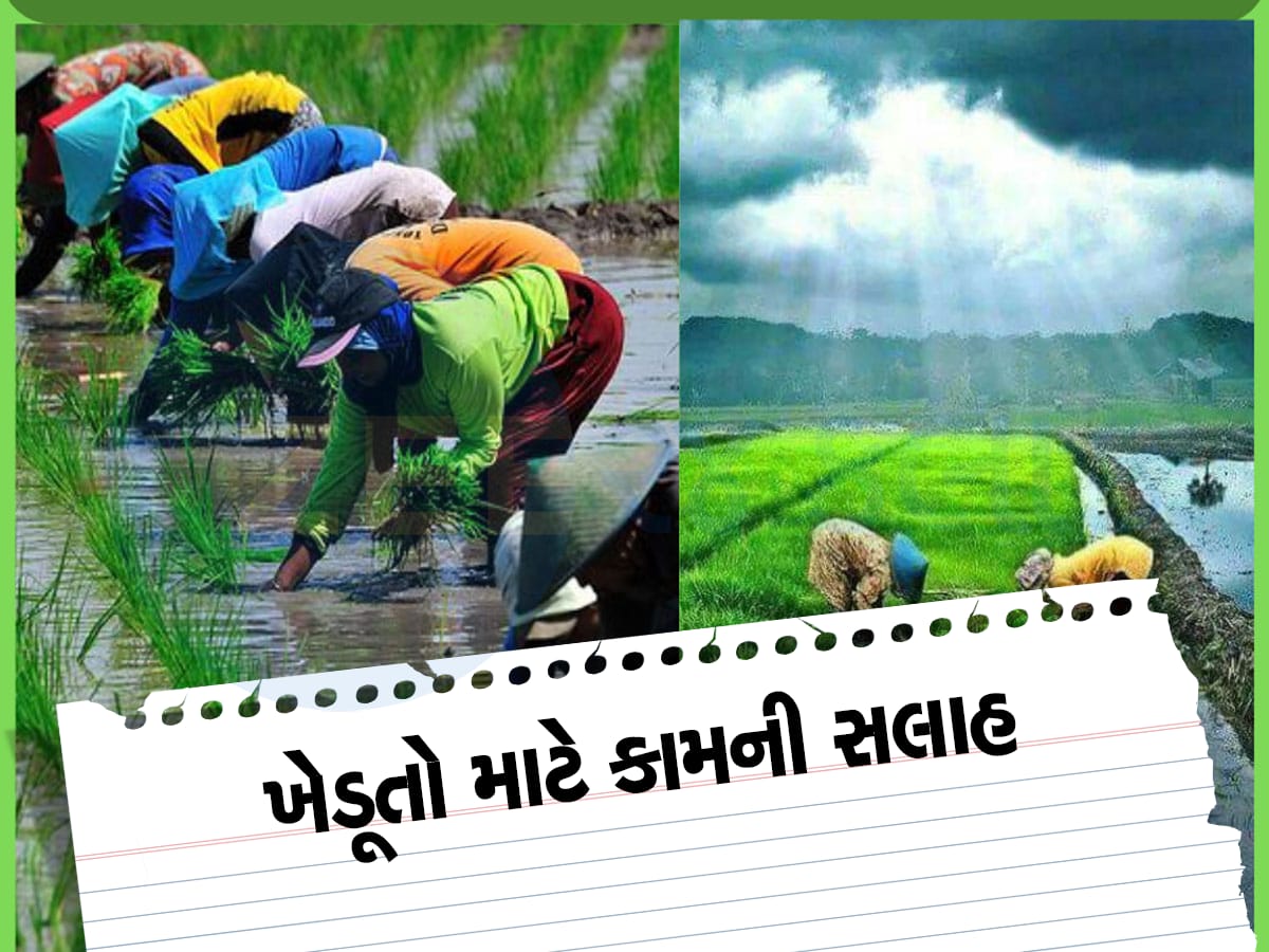 ચોમાસામાં ખેતી કરનારા ખેડૂતો માટે સો ટચ સોના જેવી સલાહ, આટલું કરો તો એક કીડો નહિ પડે