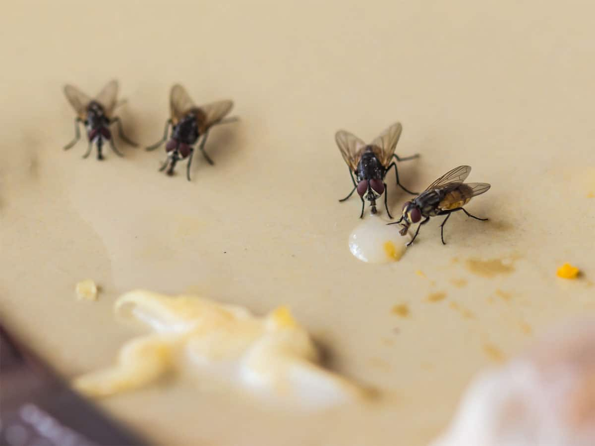 House Flies: વરસાદી વાતાવરણમાં ઘરમાં રાખો આ 5 વસ્તુઓ, ઘરમાં નહીં ફરકે માખી સહિતના વરસાદી જીવજંતુઓ