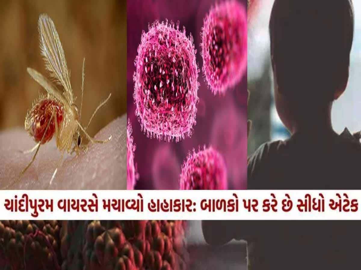 ચાંદીપુરા વાયરસ શું ગુજરાતમાં કોરોના જેવા દહા'ડા દેખાડશે? રાજકોટમાં 5ના મોત, 5 શંકાસ્પદ