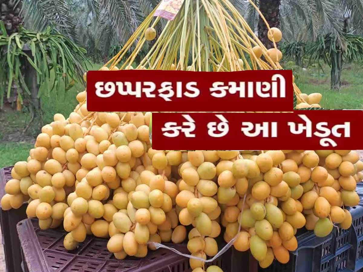 શિક્ષક ધારે તો શું ના કરે! બે ભાઈઓએ કરી ખારેકની ખેતી, વર્ષે કરે છે 15 લાખથી વધુની કમાણી