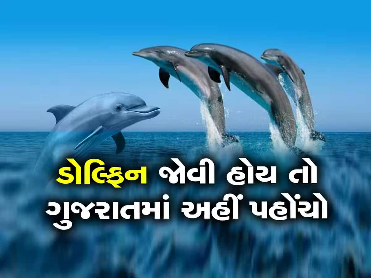 ગુજરાતના દરિયાકાંઠે ડોલ્ફિનની વસ્તી વધી, હવે નજારો બદલાશે  