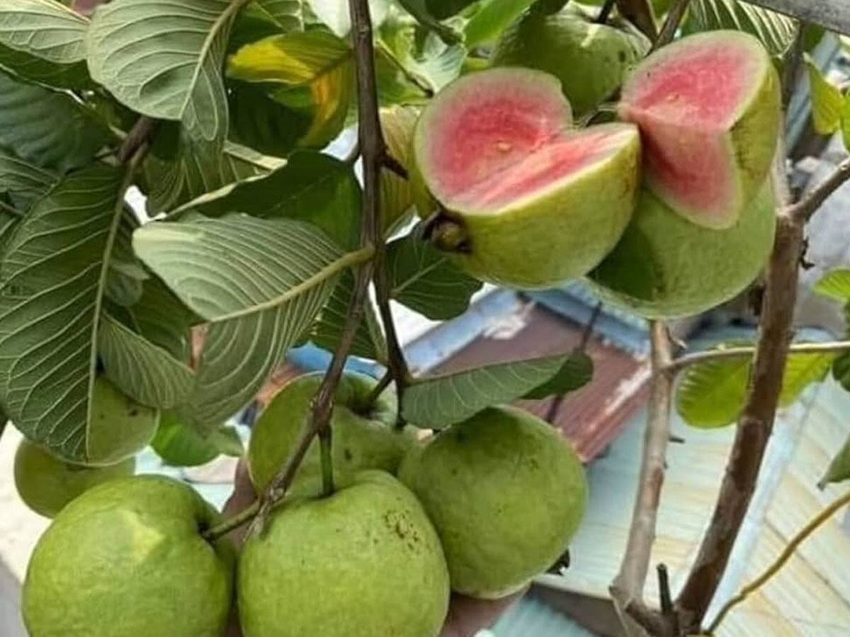 Guava Farming: એક વર્ષમાં જ માલામાલ થવું હોય તો જાપાની જામફળની ખેતી કરો, ઓછા ખર્ચે થશે લાખોમાં કમાણી