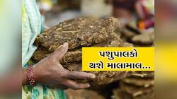 ગુજરાતના પશુપાલકોનાં હવે બદલાશે દિવસો! પહેલા દૂધના પૈસા, હવે છાણના, જાણો શું છે ભાવ?