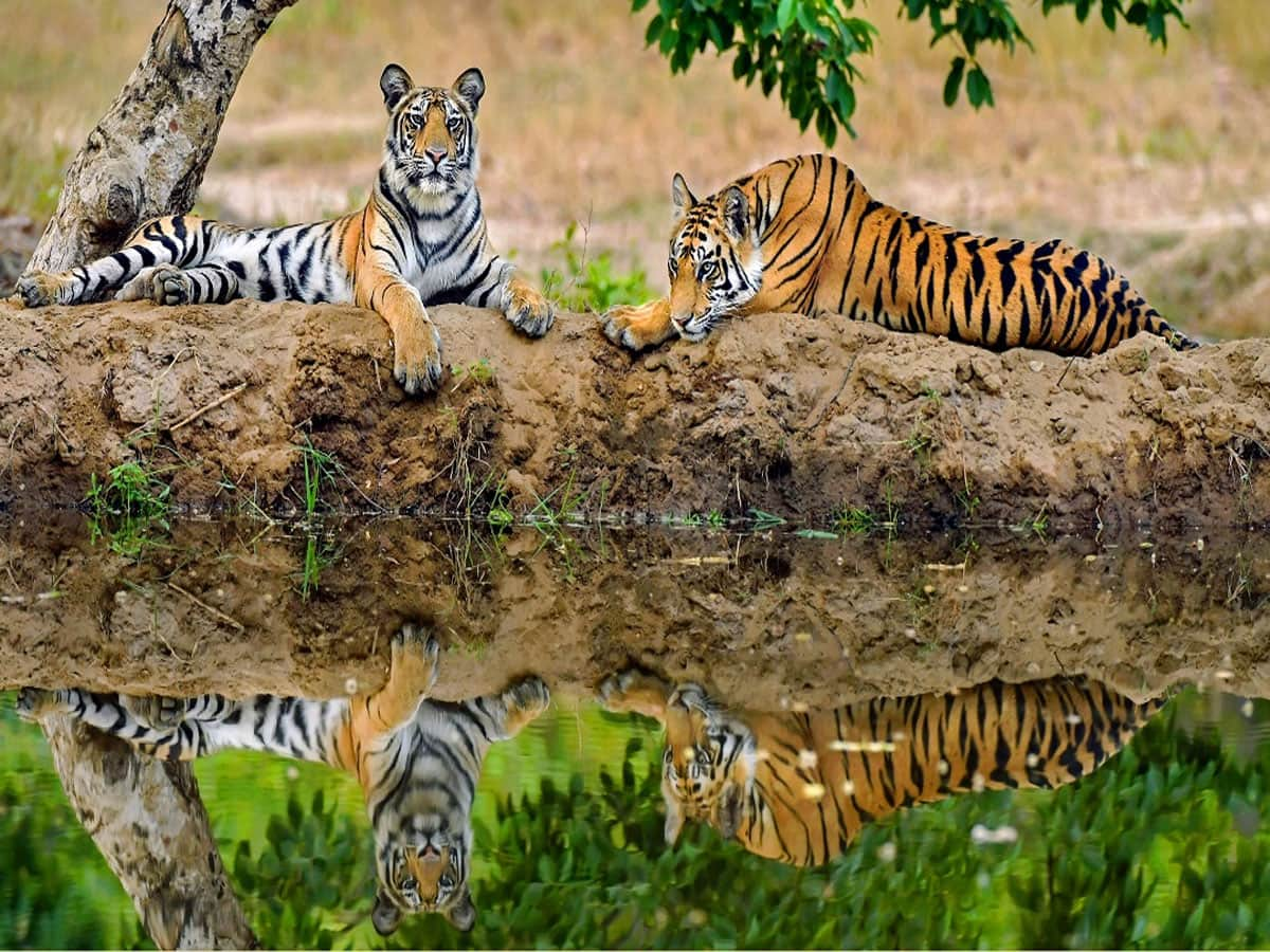 International Tiger Day: 'ટાઈગર' સ્ટેટ તરીકે જાણીતું છે ગુજરાતનું આ પાડોશી રાજ્ય, ફરવાની મજા પડે તેવી જગ્યાઓ વિશે જાણી લો