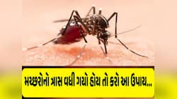 મચ્છરોના ત્રાસથી છૂટકારાના માત્ર 5 રૂપિયામાં 5 પાવરફૂલ ઉપાય! 5 મિનિટમાં કામ તમામ