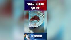 અમદાવાદમાં પીઝાના સોસમાંથી નીકળી અનેક જીવાતો....! કાંકરિયામાં મનપસંદ ભાજીપાવ એન્ડ નાસ્તા સેન્ટરની ઘટના
