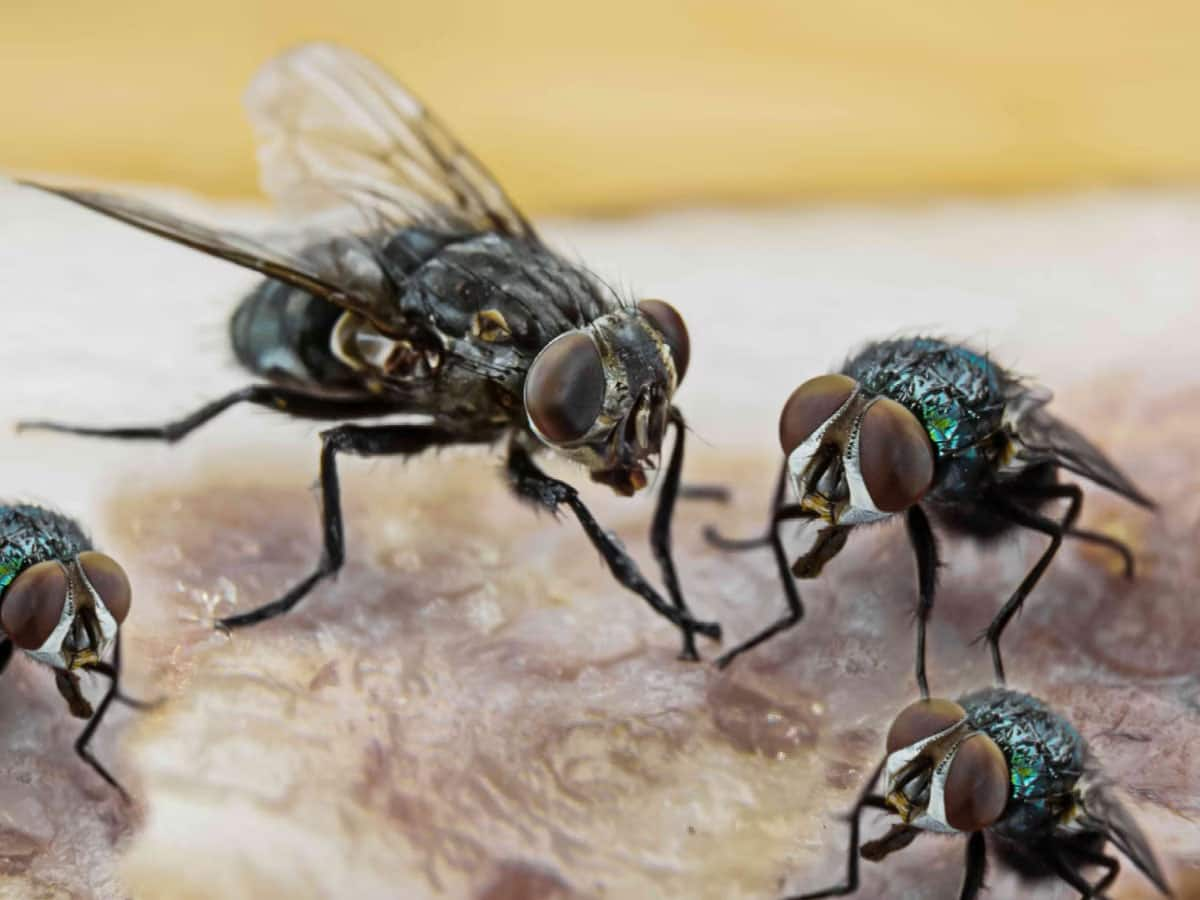 House Flies: ચોમાસામાં તમારા ઘરમાં નહીં ફરકે એક પણ માખી, પાડોશી પણ પુછવા આવશે સીક્રેટ, એવો જોરદાર છે આ ઉપાય