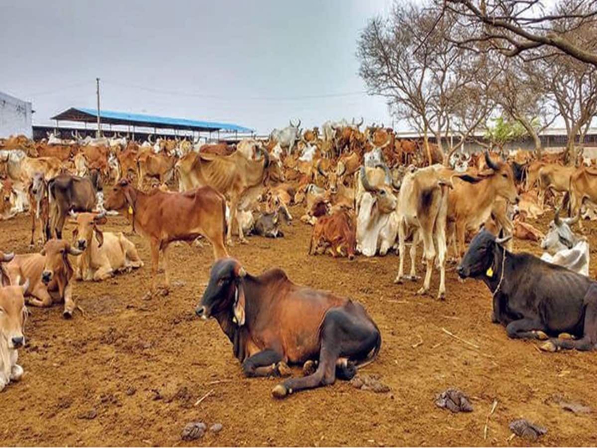 પશુપાલકો માટે મહત્ત્વના સમાચાર; ફરી પશુધનની વસ્તી ગણતરી કરી નવી યોજના લાવશે સરકાર