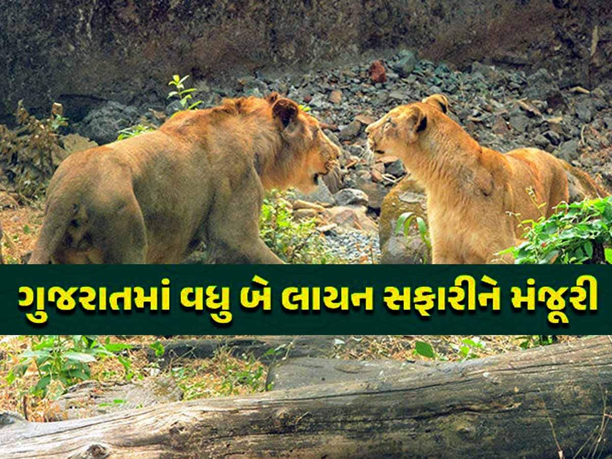  હવે કચ્છ અને ઉનામાં પણ સંભળાશે સિંહની ગર્જના, ગુજરાતમાં વધુ બે લાયન સફારીને મંજૂરી