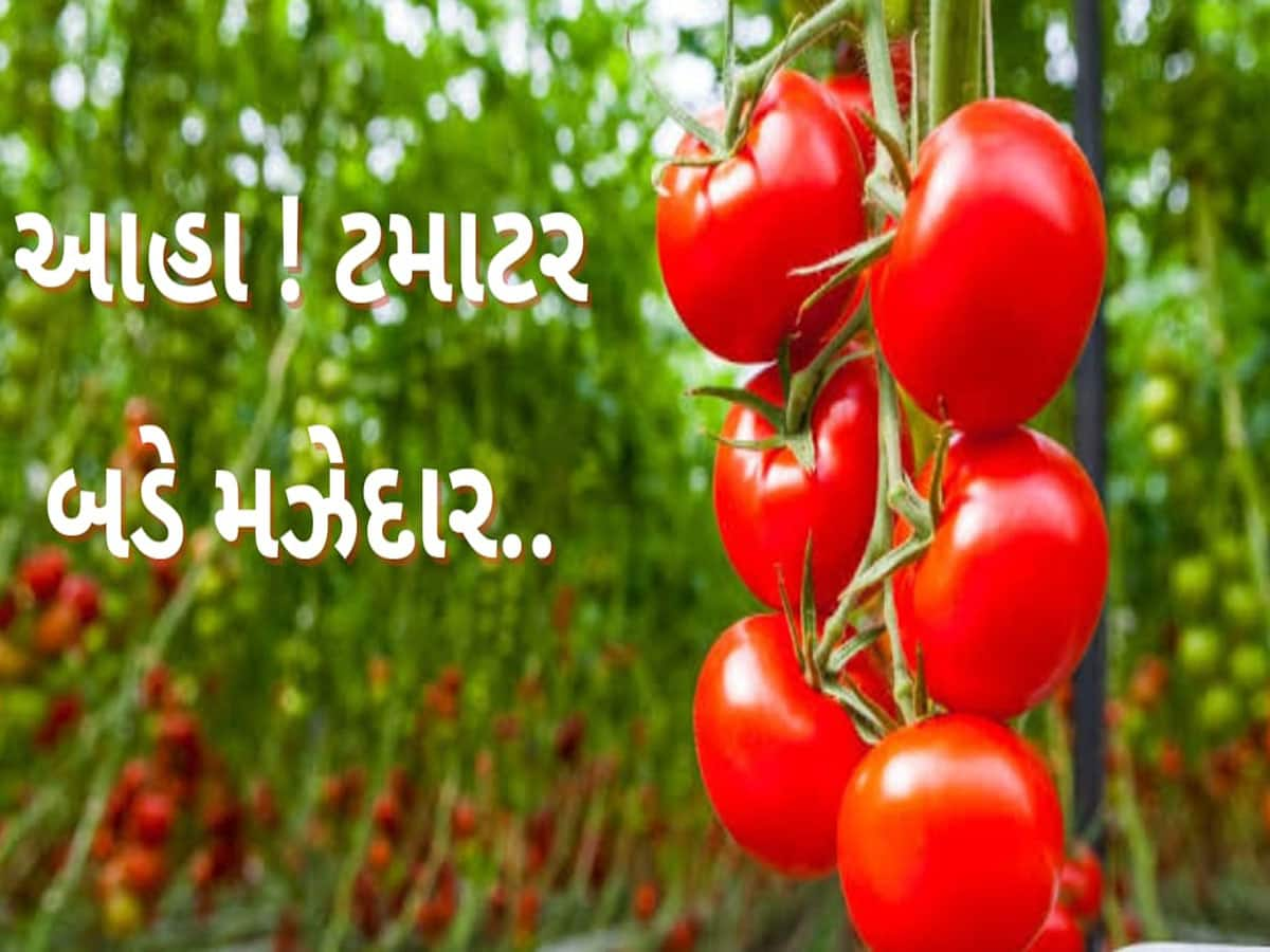 Tomato: નાના-મોટા સૌ કોઈએ રોજ ખાવા જોઈએ ટમેટા, જાણો ટમેટા ખાવાથી થતા લાભ