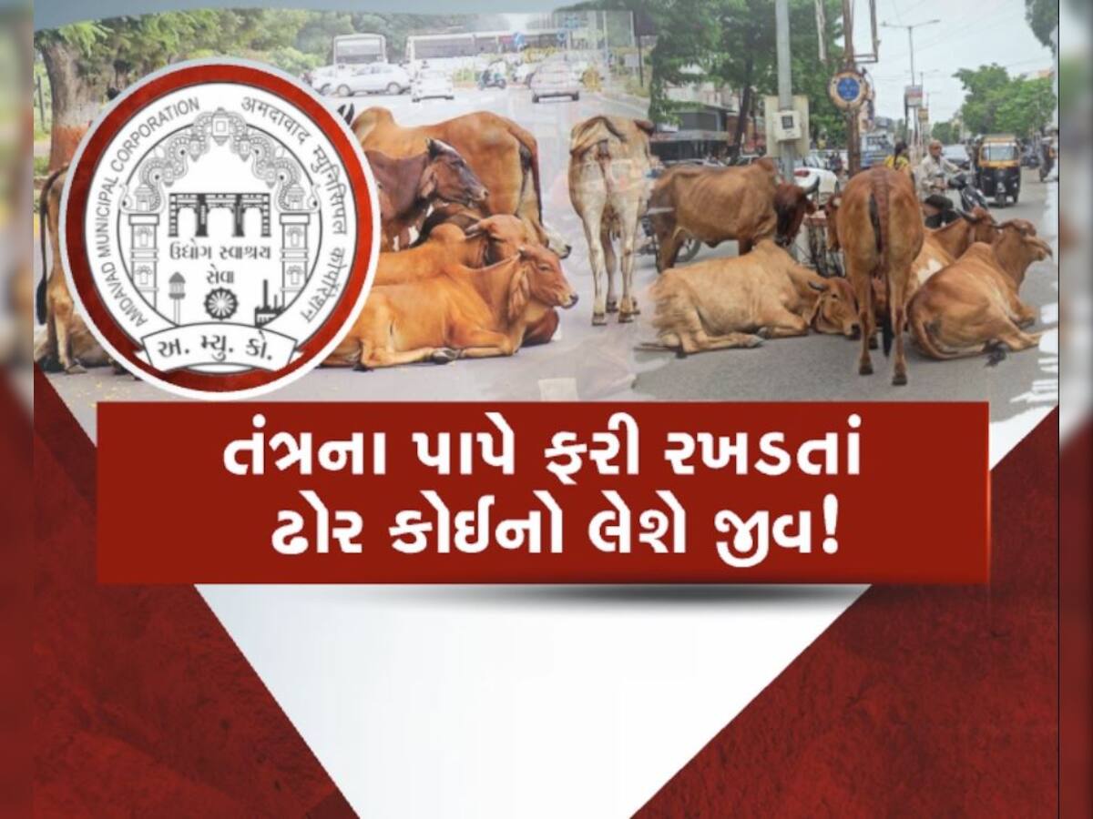 અમદાવાદમાં ફરી રખડતાં ઢોર આવ્યા રસ્તા પર, ઢોર પાર્ટી, પોલીસ અને ઢોર માલિકોની મિલિભગત!