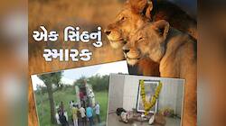 આવું તો ગુજરાતીઓ જ કરી શકે, ગુજરાતના શાન સમા સિંહોનું મંદિર બનાવ્યું, રોજ થાય પૂજા