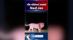 ગીર બોર્ડરના ગામમાં જોવા મળી સિંહની ડણક, વરસાદી વાતાવરણમાં સિંહના અલગ અંદાજનો વીડિયો વાયરલ