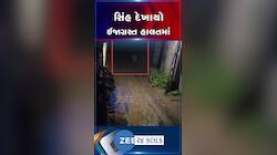 અમરેલીના ખાંભામાં ઈજાગ્રસ્ત હાલતમાં સિંહ દેખાયો, વીડિયો વાયરલ થતા વનવિભાગે કર્યું રેસ્ક્યૂ