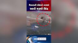 ધોળે દિવસે શિકારની શોધમાં ગામમાં આવી ચઢ્યો સિંહ, અમરેલીનો વીડિયો વાયરલ