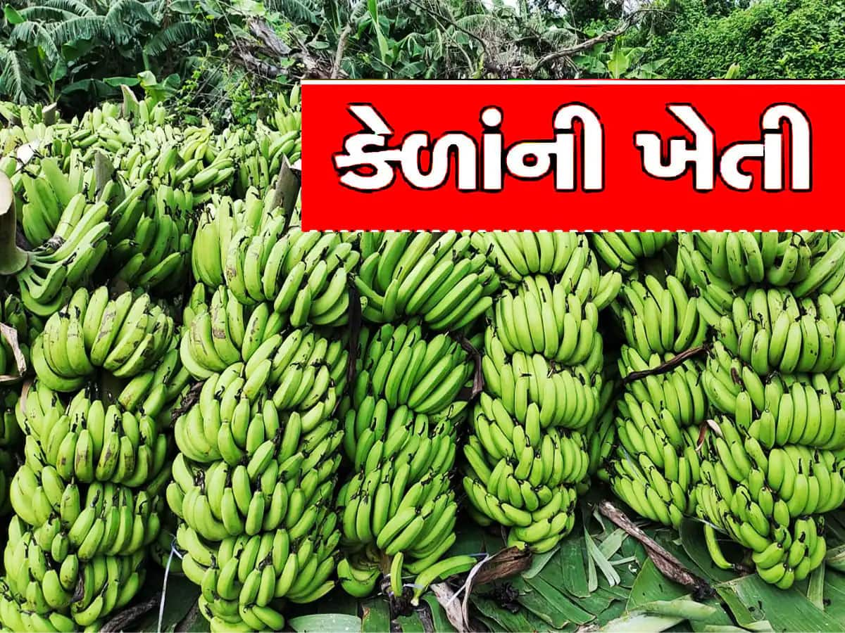 આ સદાબહાર ફળની ખેતીથી કરો લાખોની કમાણી, ગુજરાત સરકાર આપી રહી છે 75 ટકા સહાય