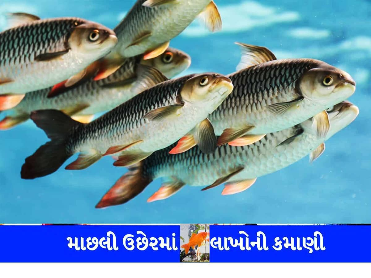 ઓછી જગ્યા, ઓછું પાણી, સૌથી ઓછો ખર્ચ...છતાં તગડી કમાણી, આ પદ્ધતિથી કરો માછલીઓનો ઉછેર