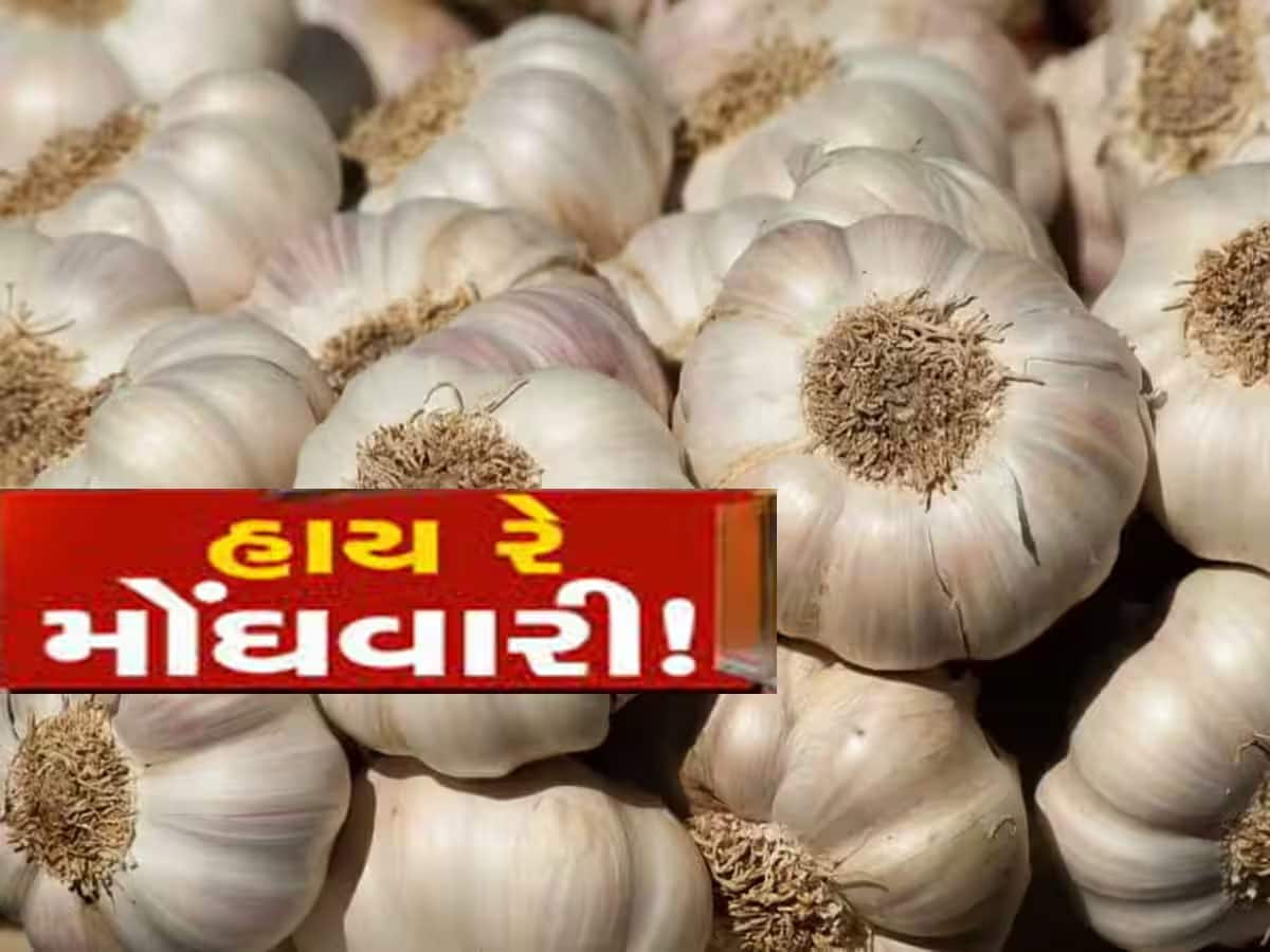 લસણ ફરી મોંઘું થયું! માંગ વધતા માત્ર ચાર દિવસમાં થયો તોતિંગ ભાવ વધારો