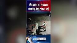 ગીર સોમનાથ: શિકારની શોધમાં ગામમાં આવી ચઢ્યું સિંહોનું ટોળું, શિકાર ન મળતા પરત ફરવું પડ્યું; જુઓ CCTV