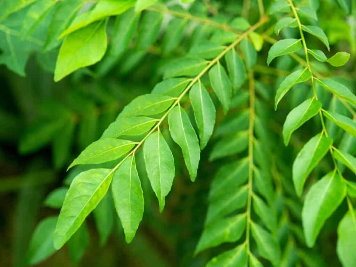 Curry Leaves: વધુ પડતો મીઠો લીમડો ખાવાથી સ્વાસ્થ્યને થઈ શકે છે આ 5 મોટા નુકસાન