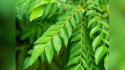 Curry Leaves: વધુ પડતો મીઠો લીમડો ખાવાથી સ્વાસ્થ્યને થઈ શકે છે આ 5 મોટા નુકસાન